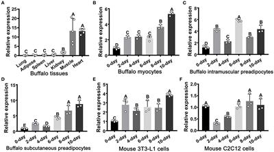 FATP1 Exerts Variable Effects on Adipogenic Differentiation and Proliferation in Cells Derived From Muscle and Adipose Tissue